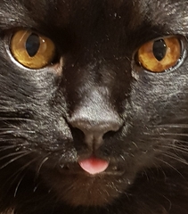 Can we have a ‘I love my beautiful cats’ thread?!
