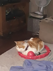 Can we have a ‘I love my beautiful cats’ thread?!