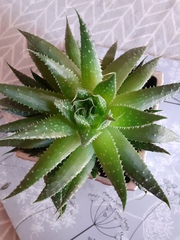 A houseplant for extreme temperatures