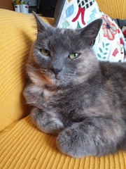 Show me your cats 🐈 😃