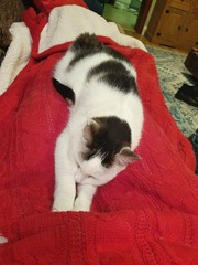 How old is/are your current cat/s?