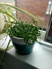 Your favourite houseplant