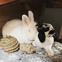 Rabbits - indoors or outdoors?