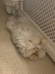 Beautiful pussies