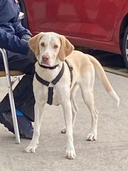 What breed is my DDog?