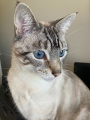 New kitten - so SHOUTY!