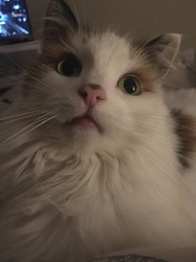 How old is/are your current cat/s?