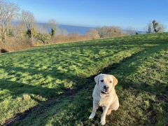 Puppy Survival Thread: surviving into 2022