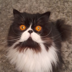 Can we have a ‘I love my beautiful cats’ thread?!