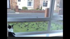 I need your photos of cats looking out of windows.  And I need them now!