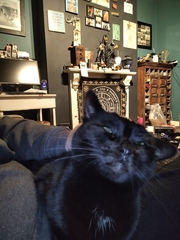 Ollie, Paws, friends and family