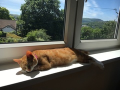 I need your photos of cats looking out of windows.  And I need them now!
