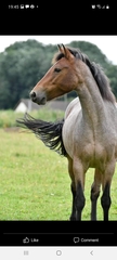 Connemara appreciation thread