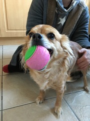 What dog am I? (Lighthearted)