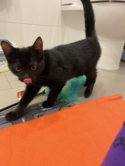 Introducing kitten