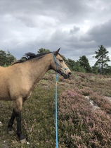 Connemara appreciation thread