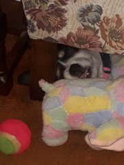 OLD: what's with the dog photos?