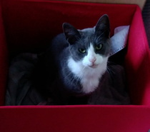 Stray cat - would like to keep