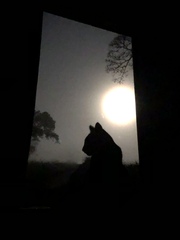 I need your photos of cats looking out of windows.  And I need them now!