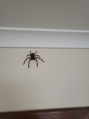 Spiders in Australia… eek!