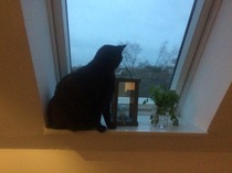 I need your photos of cats looking out of windows.  And I need them now!