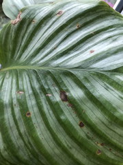 Help me unkill my plants!