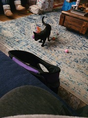My new kitten