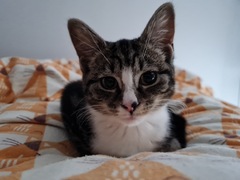 Can we have a ‘I love my beautiful cats’ thread?!