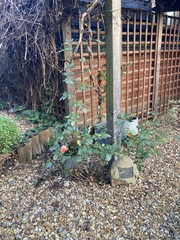 What have I inherited in my garden, and how do I look after it?