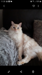 Please share with me!! Pics of your cats and their funniest little quirks!