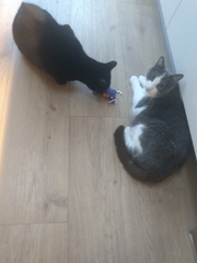 Ollie, Paws, friends and family