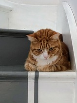 Can we have a ‘I love my beautiful cats’ thread?!