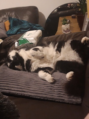 Can we have a ‘I love my beautiful cats’ thread?!