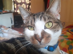 Beautiful pussies