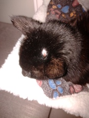 What has my cat done to his head?