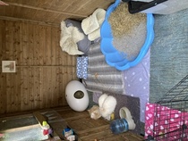 Rabbits - indoors or outdoors?