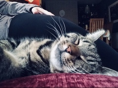 Can we have a ‘I love my beautiful cats’ thread?!