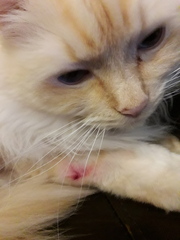 Please share with me!! Pics of your cats and their funniest little quirks!