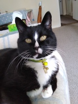 Can we have a ‘I love my beautiful cats’ thread?!