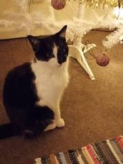 To wonder what your cat/s is called