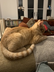 Sodding vet collar - help