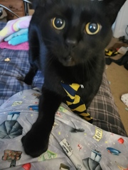 Can we have a ‘I love my beautiful cats’ thread?!