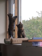 I need your photos of cats looking out of windows.  And I need them now!