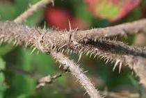 Hedges