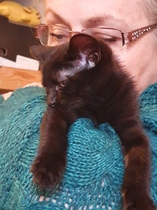 Very clingy cat