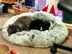 Buying stuff for the cats