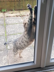 Thug cat part 4.  After all, it's not my Axminster.