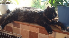 Can we have a ‘I love my beautiful cats’ thread?!