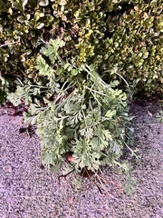 Some plant ID-ing help, please.