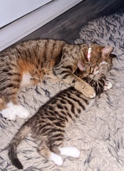 Should we get another cat?